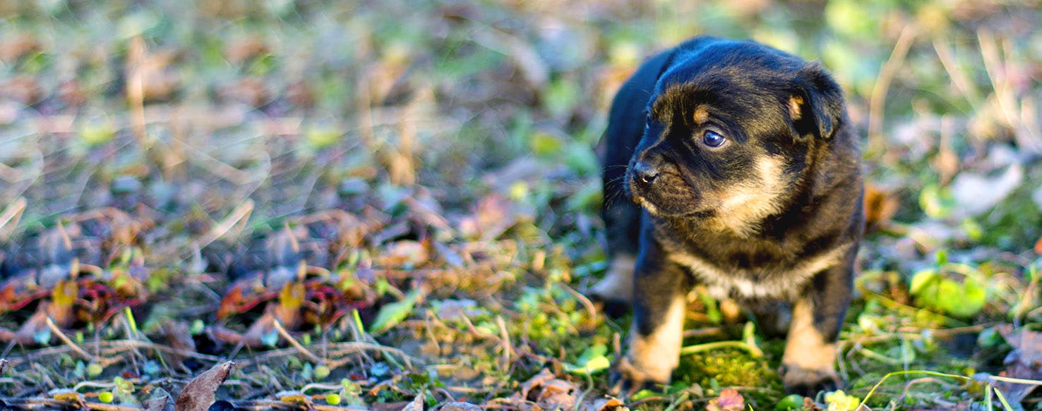 Back to the Future Dog Names Popular Male and Female Names Wag!